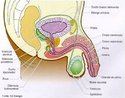 Responsvel pela produo dos espermatozides, lquidos seminais, prostticos e hormnio testosterona. <br/><br/> Palavras-chave: Reproduo. Gametas. Espermatozides. Prstata. Vsiculas. Seminais. Uretra. Pnis. Testculos.   