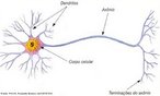 Os neurônios são células altamente especializadas que se comunicam entre si e formam uma rede pela qual circulam os impulsos nervosos. São responsáveis pela condução e continuidade destes impulsos. <br/><br/> Palavras-chave: Histologia. Sistema. Nervoso. Neurônios. Impulsos. Axônios. Dendritos. 