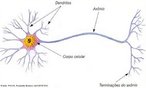 Esquema de um neurnio