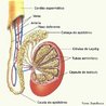 Gnada sexual masculina responsvel pela produo dos espermatozides e do hormnio testosterona. Nos mamferos ocorre aos pares e so protegidos fora do corpo por uma bolsa chamada escroto. Nos seres humanos, os testculos so suspensos pelos cordes espermticos formados por vasos sanguneos e linfticos, nervos, msculo cremaster, epiddimo e canal deferente. <br/><br/> Palavras-chave: espermatognese, reproduo, testosterona, gnadas, escroto, epiddimo. 