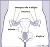 As trompas de Falópio (ou tubas uterinas) são dois canais extremamente finos que ligam os ovários ao útero das fêmeas de mamíferos. <br/><br/> Palavras-chave: trompas, Falópio, útero, mecanismo biológico, Biologia, Ciências. 