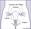 As trompas de Falpio (ou tubas uterinas) so dois canais extremamente finos que ligam os ovrios ao tero das fmeas de mamferos. <br/><br/> Palavras-chave: trompas, Falpio, tero, mecanismo biolgico, Biologia, Cincias. 