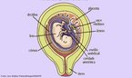 São estruturas originadas dos folhetos germinativos que tem como funções, proteger e nutrir o embrião. Desaparecem ou são excluídos durante o trabalho de parto. <br /> Palavra-chave: embriologia, córion, âmnio, placenta, saco vitelínico, cordão umbilical.