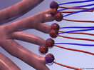 Nos alvolos pulmonares ocorrem as trocas gasosas (Hematose). <br/><br/> Palavras-chave: Sistema Respiratrio, Sistema Circulatrio, Respirao