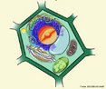 Célula eucariótica que apresenta, entre outras estruturas, parede celular, vacúolo de suco celular, leucoplasto e cloroplasto. É destituída de centríolos e lisossomos. <br/><br/> Palavras-chave: Citologia, organelas, eucariontes, vegetais, fotossíntese. 