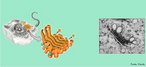 Organela citoplasmática que se localiza próximo ao núcleo celular e composto por um conjunto de sacos ou cisternas discóides e aplanadas, cercadas de vesículas secretoras de diversos tamanhos. Responsável pelo processo de secreção celular. <br/><br/> Palavras-chave: Citologia, aparelho de Golgi, estrutura celular, secreção. 