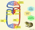  a circulao em que ocorre mistura dos sangues venoso e arterial no corao ou na comunicao entre a artria aorta e a pulmonar. Presente em anfbios e rpteis. <br/><br/> Palavras-chave: sistema circulatrio, sangue, vasos sanguneos, corao. 