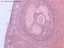 Visão microscópica de folículo ovariano de mamíferos. Coloração: Hematoxilina Eosina. Aumento de 200x. <br/><br/> Palavras-chave: Ovários. Óvulos. Sistema. Reprodutor. Células. Sexuais. Microscopia. 