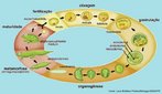 Entender em detalhes como um organismo completo, com inmeros tipos diferentes de clulas, forma-se a partir de apenas uma clula  o vulo fertilizado (zigoto)  ainda  um desafio para a cincia. <br/><br/> Palavras-chave: formao, organismo, clula, Embriologia, Biologia, Cincias, mecanismo biolgico.  