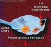 Corresponde ao processo do ciclo menstrual, no qual o folculo ovariano maduro se rompe liberando o ovcito secundrio, que uma vez fecundado pelo espermatozide transforma-se no vulo propriamente dito.  <br/><br/> Palavras-chave: hormnio Luteinizante, folculo, corpo lteo, estrgeno, progesterona 