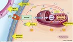  um conjunto de reaes qumicas que extrai, gradativamente, a energia acumulada em molculas de substncias orgnicas diversas, originando substncias mais simples. A extrao ocorre em trs etapas: gliclise, ciclo de Krebs e cadeia respiratria. <br/><br/> Palavras-chave: organelas citoplasmticas, mitocndrias, respirao celular, molculas de ATP, acetilcoenzima, cadeia de eltrons. 