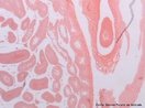 Visão microscópica de estruturas do aparelho reprodutor masculino: testículo e epidídimo. Coloração: Hematoxilina Eosina. Aumento de 60x. <br/><br/> Palavras-chave: Espermiogênese. Espermatozóides. Testículos. Sistema. Reprodutor. Epidídimo. 