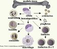 Tecido responsvel pela formao dos elementos figurados do sangue: eritrcitos, leuccitos e plaquetas. Encontra-se no interior dos ossos longos, formando a medula ssea vermelha. <br/><br/> Palavras-chave: Histologia. Sangue. Hemcias. Linfcitos. Coagulao. Defesa. Nutrio. Transporte. Costelas. Esterno. Fmur. mero.  