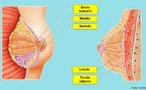 As mamas são formadas por um conjunto de glândulas, que tem como função principal a produção de leite. Além do tecido glandular, é composta por gordura, tecido conjuntivo, vasos sanguíneos, vasos linfáticos e fibras nervosas. <br/><br/> Palavras-chave: amamentação, auréola, mamilo, ducto mamário. <br/><br/> Palavras-chave: amamentação, auréola, mamilo, ducto mamário.