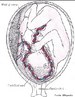 Ilustração do desenvolvimento de um feto no útero humano, entre o quinto e o sexto mês. <br/><br/> Palavras-chave: feto, útero, humano, mês, mecanismo biológico, Biologia, Ciências. 