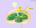 Corresponde a primeira etapa da fotossíntese. Os cloroplastos possuem fotoreceptores, as clorofilas a e b, que apresentam redes de ligações simples e duplas alternadas capazes de absorver uma maior quantidade de luz. Os espectros de absorção das clorofilas a e b são diferentes. A luz que não é absorvida pela clorofila a é capturada pela clorofila b, que tem uma absorção intensa nesse comprimento de onda. Assim, esses dois tipos de clorofila complementam um ao outro na absorção da luz incidente.  <br/><br/> Palavras-chave: fotossíntese, processo fotoquímico, folhas, energia radiante, reflexão da luz.