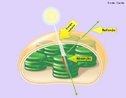 Corresponde a primeira etapa da fotossntese. Os cloroplastos possuem fotoreceptores, as clorofilas a e b, que apresentam redes de ligaes simples e duplas alternadas capazes de absorver uma maior quantidade de luz. Os espectros de absoro das clorofilas a e b so diferentes. A luz que no  absorvida pela clorofila a  capturada pela clorofila b, que tem uma absoro intensa nesse comprimento de onda. Assim, esses dois tipos de clorofila complementam um ao outro na absoro da luz incidente.  <br/><br/> Palavras-chave: fotossntese, processo fotoqumico, folhas, energia radiante, reflexo da luz.