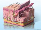 A pele  formada por duas camadas distintas, firmemente unidas entre si: a epiderme e a derme. A epiderme atua como uma estrutura que protege o corpo contra o atrito, a dessecao e a entrada de micro-organismos. Na derme encontram-se as glndulas sudorparas e sebceas, de origem epidrmica. <br/><br/> Palavras-chave: queratina, melancitos, substncia amorfa, tecido subcutneo, msculo eretor.