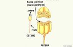 rgo masculina da flor. Composto pelos estames que, por sua vez, so formados pelo filete, pelo conectivo e pela antera. Participa no processo de reproduo da flor. <br/><br/> Palavras-chave: gros de plen, microsporngios, reproduo, verticilo floral. 