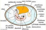 So estruturas que aparecem aps a fecundao e que auxiliam no desenvolvimento embrionrio. Esto relacionados com a adaptao do animal ao meio terrestre.<br /> <br /> Palavra-chave: Anexos. Embrionrio. Desenvolvimento. Aves. Ovos. Alantide. mnio. Casca. Saco. Vitelnico.