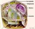 Célula eucarionte dos vegetais. Indica as principais estruturas da célula vegetal. <br/><br/> Palavras-chave: Citologia, eucariontes, cloroplastos, vacúolos. 