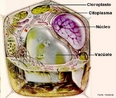 Clula eucarionte dos vegetais. Indica as principais estruturas da clula vegetal. <br/><br/> Palavras-chave: Citologia, eucariontes, cloroplastos, vacolos. 