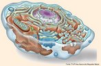 Célula eucarionte que utilizam o glicogênio como reserva energética. Entre as diversas organelas citoplasmáticas que possui, destaca-se os lisossomos e centríolos, por serem exclusivos desta célula. <br/><br/> Palavras-chave: Citologia, unidade fundamental da vida, carioteca, divisão celular. 