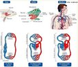 Caracteriza-se pela ausncia de espao extracelular, ou seja, o sangue flui exclusivamente dentro dos vasos, ocorrendo troca de substncias entre o sangue e os tecidos.  <br/><br/> Palavras-chave: circulao sangunea, capilares, artrias, veias, sangue. 