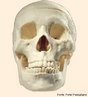 O crânio é um conjunto de ossos que protegem o cérebro e formam a face. <br/><br/> Palavras-chave: zigomático, maxilar, mandíbula, nasal, vômer, lacrimal. 
