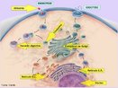 Digesto intracelular