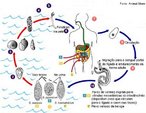 Doena provocada pelo protozorio Schistosoma. A transmisso se faz atravs do contato com gua parada contendo larvas do parasita. Os principais sintomas so: diarria, febres, clicas, dores de cabea, nuseas, tonturas, sonolncia, emagrecimento, endurecimento e o aumento de volume do fgado e hemorragias que causam vmitos e fezes escurecidas.<br /> <br /> Palavra-chave: Protozorio. Miracdio. Trematdeos. Cercrias. Caramujo. Biomphalaria. Patologia. Barriga d'gua.