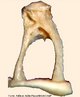 O ossículo estribo é o menor osso do corpo humano e faz parte do conjunto de ossos que forma a cadeia auditiva primária. Articula-se com a bigorna, enquanto que sua base está adaptada à janela do vestíbulo (ou oval). <br/><br/> Palavras-chave: audição, órgãos do sentidos, orelha, ossículo. 
