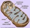 Organela citoplasmática formada por duas membranas, uma interior e outra exterior e uma matriz mitocondrial na qual se formam cristas. É responsável pelo processo de produção energética à célula. <br/><br/> Palavras-chave: Citologia, estruturas citoplasmáticas, respiração celular, autoduplicação, material genético. 
