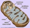 Organela citoplasmtica formada por duas membranas, uma interior e outra exterior e uma matriz mitocondrial na qual se formam cristas.  responsvel pelo processo de produo energtica  clula. <br/><br/> Palavras-chave: Citologia, estruturas citoplasmticas, respirao celular, autoduplicao, material gentico. 