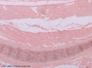 Viso microscpica de orelha mostrando a cartilagem elstica. Aumento de 60x. <br/><br/> Palavras-chave: Histologia. Pavilho. Auditivo. Cartilagem. tecidos. 