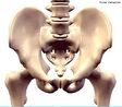 Ilustra articulações e ossos do quadril. <br/><br/> Palavras-chave: Corpo Humano, Sistema Esquelético, Articulações, Ossos 