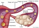 Com a liberao do vulo pelo ovrio a mulher se encontra em perodo frtil. O vulo fertilizado pelo espermatozide origina o zigoto, que sofre sucessivas divises mitticas durante o perodo de nidao e aps sua implantao no endomtrio. <br/><br/> Palavras-chave: Fecundao. Ovulao. Nidao. vulo. Espermatozide. Mrula. Mitose. 