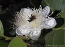 Compreende a transferncia de gros de plen de uma flor para o estigma de outra flor ou para o seu prprio estigma. <br/><br/> Palavras-chave: reproduo, plantas, fatores biticos, ambientais.  