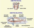 Critério de classificação animal. A simetria pode ser radial ou bilateral, dependendo da espécie. <br/><br/> Palavras-chave: animais, oral, aboral, frontal, sagital, transversal.  