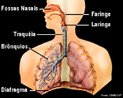 O sistema respiratório humano é constituído por um par de pulmões e por vários órgãos que conduzem o ar para dentro e para fora das cavidades pulmonares. Esses órgãos são as fossas nasais, a boca, a faringe, a laringe, a traquéia, os brônquios, os bronquíolos e os alvéolos, os três últimos localizados nos pulmões, além dos músculos intercostais e diafragma. <br/><br/> Palavras-chave: Hematose. Sistema. Respiração. Oxigênio. Gás Carbônico. Pulmões. Diafragma. Alvéolos. Pleura. Caixa. Tórax. 