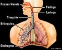 O sistema respiratrio humano  constitudo por um par de pulmes e por vrios rgos que conduzem o ar para dentro e para fora das cavidades pulmonares. Esses rgos so as fossas nasais, a boca, a faringe, a laringe, a traquia, os brnquios, os bronquolos e os alvolos, os trs ltimos localizados nos pulmes, alm dos msculos intercostais e diafragma. <br/><br/> Palavras-chave: Hematose. Sistema. Respirao. Oxignio. Gs Carbnico. Pulmes. Diafragma. Alvolos. Pleura. Caixa. Trax. 