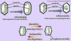 O transporte de substâncias pela membrana plasmática pode ocorrer através de processos como: osmose, difusão facilitada ou transporte ativo. <br/><br/> Palavras-chave: Citologia, transportes, meio hipotônico, meio hipertônico, delasmólise, plasmólise, célula túrgica. 