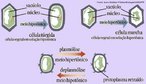 O transporte de substncias pela membrana plasmtica pode ocorrer atravs de processos como: osmose, difuso facilitada ou transporte ativo. <br/><br/> Palavras-chave: Citologia, transportes, meio hipotnico, meio hipertnico, delasmlise, plasmlise, clula trgica. 