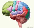 O cérebro apresenta 4 lobos: frontal, pariental, temporal e occipital. Cada lobo possui duas áreas: funcinal primária ou sensorial, que recebe e produz informações e funcional secundária ou psicossocial, que interpreta as informações recebidas pelas áreas primárias, coordenando os dados.  <br/><br/> Palavras-chave: sistema nervoso central, área motora, fala, auditiva, memória, visual, locomotor. 