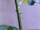 Acúleo é uma projeção na superfície da planta, sobretudo no caule, semelhante a um espinho. É uma espécie de pelo enrijecido formado por lignina ou pelo acúmulo de substâncias inorgânicas impregnadas junto à parede celular, e não tem qualquer conexão com o sistema vascular do caule sendo portanto resultado de uma evaginação do parênquima. <br/><br/> Palavras-chave: Botânica, estruturas, plantas, lignina, cicatriz.