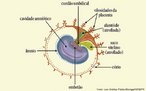 Estruturas que surgem a partir dos folhetos embrionrios e que esto relacionadas com a adaptao dos mamferos ao ambiente terrestre. <br/><br/> Palavras-chave: mnio, cordo umbilical, crion, placenta, cavidade amnitica. 