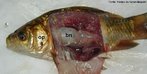 Foto mostra as partes de um peixe ósseo: op = opérculo; bn = bexiga natatória (bexiga gasosa). <br/><br/> Palavras-chave: partes, peixe, ósseo, biodiversidade, Zoologia, Biologia, Ciências. 