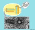 São organelas citoplasmáticas localizadas nas proximidades do núcleo, dispostos aos pares e perpendicularmente um do outro. São responsáveis pela formação dos cílios e flagelos e pela organização do fuso acromático durante a divisão celular. Além disso, são estruturas capazes de se autoduplicar: orientando a formação de novos centríolos a partir dos microtúbulos presentes no citoplasma. <br/><br/> Palavras-chave: Citologia, estruturas celulares, mitose, meiose, fibras do fuso. 