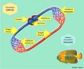 Circulao em que o sangue passa uma nica vez pelo corao em cada ciclo completo. Ocorre em vertebrados de respirao branquial. <br/><br/> Palavras-chave: sistema circulatrio, sangue, vasos sanguneos, corao. 