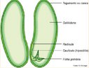 Consiste em uma folha modificada, associada a nutrio das clulas embrionrias que podero gerar uma nova planta. <br/><br/> Palavras-chave: angiospermas, dicotiledneas, endosperma, monocotiledneas. 